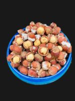 خرید فندق محلی گیلان اشکورات